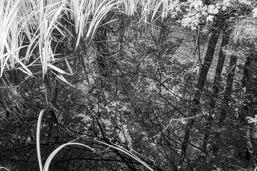 Wetland Water with Reflection of Surrounding Trees.